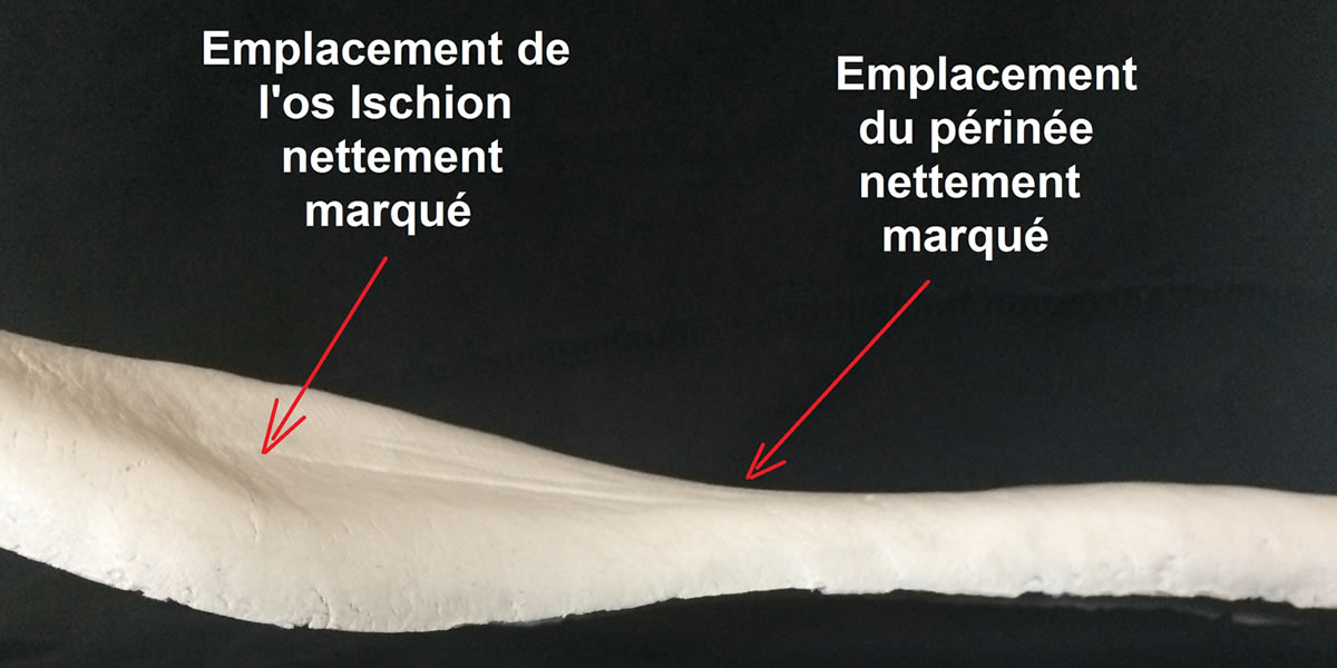 Selle de vélo de route pour ischions sensibles